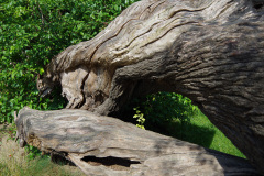 095-eurossig-jubilee-tour-rathen_27932432554_o