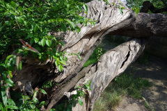 096-eurossig-jubilee-tour-rathen_28516900336_o