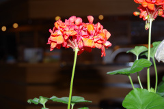 148-eurossig-jubilee-tour-rathen_28470895341_o