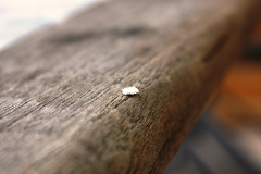 EuroSSIG_2011-311-img_8908_6058446678_o